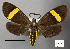  (Ephialtias pseudena - STRI_ENT_0126923)  @11 [ ] CreativeCommons - Attribution Share - Alike (2023) Smithsonian Tropical Research Institute Photography Group Smithsonian Tropical Research Institute