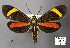  (Ephialtias draconis - STRI_ENT_0126960)  @11 [ ] CreativeCommons - Attribution Share - Alike (2023) Smithsonian Tropical Research Institute Photography Group Smithsonian Tropical Research Institute