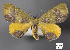  ( - STRI_ENT_0128761)  @11 [ ] CreativeCommons - Attribution Share - Alike (2023) Smithsonian Tropical Research Institute Photography Group Smithsonian Tropical Research Institute