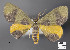  ( - STRI_ENT_0128763)  @11 [ ] CreativeCommons - Attribution Share - Alike (2023) Smithsonian Tropical Research Institute Photography Group Smithsonian Tropical Research Institute