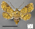  ( - STRI_ENT_0129463)  @11 [ ] CreativeCommons - Attribution Share - Alike (2023) Smithsonian Tropical Research Institute Photography Group Smithsonian Tropical Research Institute