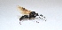  (Camponotus compressus - AIM93)  @13 [ ] Unspecified (default): All Rights Reserved (2013) Dr.G.D. Khedkar PAUL HEBERT CENTRE FOR DNA BARCODING AND BIODIVERSITY STUDIES