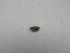  (Caloparyphus sp - P 1)  @11 [ ] Unspecified (default): All Rights Reserved  Unspecified Unspecified