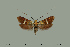  ( - AIMSEQ200317-01)  @11 [ ] No Rights Reserved  Rudolf Bryner Unspecified