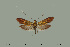  ( - AIMSEQ200317-02)  @11 [ ] No Rights Reserved  Rudolf Bryner Unspecified