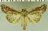  (Leucania ptyonophora - SQ_2022_005_007)  @11 [ ] Unspecified (default): All Rights Reserved  Timm Karisch Unspecified