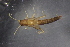  ( - ZLCAP1000M13)  @11 [ ] CreativeCommons - Attribution Non-Commercial Share-Alike (2019) Vanessa Barbosa NIWA, Hamilton