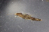  ( - ZLCAP1000M27)  @11 [ ] CreativeCommons - Attribution Non-Commercial Share-Alike (2019) Vanessa Barbosa NIWA, Hamilton