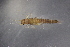  ( - ZLCAP1000M33)  @11 [ ] CreativeCommons - Attribution Non-Commercial Share-Alike (2019) Vanessa Barbosa NIWA, Hamilton