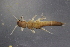  ( - ZLCAP500M26)  @11 [ ] CreativeCommons - Attribution Non-Commercial Share-Alike (2019) Vanessa Barbosa NIWA, Hamilton
