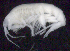  ( - 1-10S_Oedi6_2012_2)  @11 [ ] CreativeCommons  Attribution Non-Commercial Share-Alike (2021) Anna Jazdzewska University of Lodz, Dept of Invertebrate Zoology and Hydrobiology