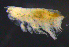  ( - 10-9S_Harp6_2012_2)  @11 [ ] CreativeCommons  Attribution Non-Commercial Share-Alike (2021) Anna Jazdzewska University of Lodz, Dept of Invertebrate Zoology and Hydrobiology
