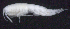  ( - 10-9S_Oedi10_2012_1)  @11 [ ] CreativeCommons  Attribution Non-Commercial Share-Alike (2021) Anna Jazdzewska University of Lodz, Dept of Invertebrate Zoology and Hydrobiology