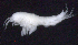  ( - 10-9S_Oedi3_2012_1)  @11 [ ] CreativeCommons  Attribution Non-Commercial Share-Alike (2021) Anna Jazdzewska University of Lodz, Dept of Invertebrate Zoology and Hydrobiology