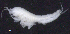  ( - 10-9S_Oedi3_2012_2)  @11 [ ] CreativeCommons  Attribution Non-Commercial Share-Alike (2021) Anna Jazdzewska University of Lodz, Dept of Invertebrate Zoology and Hydrobiology