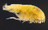  ( - 11-9S_Harp6_2012_2)  @11 [ ] CreativeCommons  Attribution Non-Commercial Share-Alike (2021) Anna Jazdzewska University of Lodz, Dept of Invertebrate Zoology and Hydrobiology