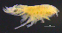  ( - 11-9S_Harp6_2012_4)  @11 [ ] CreativeCommons  Attribution Non-Commercial Share-Alike (2021) Anna Jazdzewska University of Lodz, Dept of Invertebrate Zoology and Hydrobiology