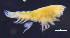  ( - 11-9S_Harp6_2012_5)  @11 [ ] CreativeCommons  Attribution Non-Commercial Share-Alike (2021) Anna Jazdzewska University of Lodz, Dept of Invertebrate Zoology and Hydrobiology