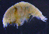  ( - 11-9S_Lysi1_2012_1)  @11 [ ] CreativeCommons  Attribution Non-Commercial Share-Alike (2021) Anna Jazdzewska University of Lodz, Dept of Invertebrate Zoology and Hydrobiology
