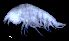  ( - 11-9S_Lysi8_2012_1)  @11 [ ] CreativeCommons  Attribution Non-Commercial Share-Alike (2021) Anna Jazdzewska University of Lodz, Dept of Invertebrate Zoology and Hydrobiology