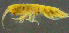  ( - 11-9S_Oedi5_2012_1)  @11 [ ] CreativeCommons  Attribution Non-Commercial Share-Alike (2021) Anna Jazdzewska University of Lodz, Dept of Invertebrate Zoology and Hydrobiology
