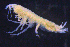  ( - 11-9S_Pard8_2012_1)  @11 [ ] CreativeCommons  Attribution Non-Commercial Share-Alike (2021) Anna Jazdzewska University of Lodz, Dept of Invertebrate Zoology and Hydrobiology