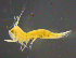  ( - 12-4S_Eusi4_2012_1)  @11 [ ] CreativeCommons  Attribution Non-Commercial Share-Alike (2021) Anna Jazdzewska University of Lodz, Dept of Invertebrate Zoology and Hydrobiology