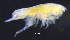  (HarpiniinaeAJ sp. 1 - 12-4S_Harp1_2012_9)  @11 [ ] CreativeCommons  Attribution Non-Commercial Share-Alike (2021) Anna Jazdzewska University of Lodz, Dept of Invertebrate Zoology and Hydrobiology