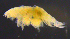  ( - 12-4S_Harp6_2012_3)  @11 [ ] CreativeCommons  Attribution Non-Commercial Share-Alike (2021) Anna Jazdzewska University of Lodz, Dept of Invertebrate Zoology and Hydrobiology