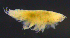  (HarpiniinaeAJ - 12-4S_Harp6_2012_6)  @11 [ ] CreativeCommons  Attribution Non-Commercial Share-Alike (2021) Anna Jazdzewska University of Lodz, Dept of Invertebrate Zoology and Hydrobiology