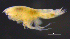  ( - 12-4S_Harp6_2012_8)  @11 [ ] CreativeCommons  Attribution Non-Commercial Share-Alike (2021) Anna Jazdzewska University of Lodz, Dept of Invertebrate Zoology and Hydrobiology