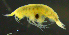  (LysianassidaeAJ sp. 9 - 12-4S_Lysi9_2012_3)  @11 [ ] CreativeCommons  Attribution Non-Commercial Share-Alike (2021) Anna Jazdzewska University of Lodz, Dept of Invertebrate Zoology and Hydrobiology