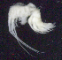  ( - 12-4S_Oedi1_2012_1)  @11 [ ] CreativeCommons  Attribution Non-Commercial Share-Alike (2021) Anna Jazdzewska University of Lodz, Dept of Invertebrate Zoology and Hydrobiology