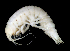  ( - 12-5_Bath1_2012_1)  @11 [ ] CreativeCommons  Attribution Non-Commercial Share-Alike (2021) Anna Jazdzewska University of Lodz, Dept of Invertebrate Zoology and Hydrobiology