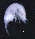  ( - 12-5_Meta1_2012_10)  @11 [ ] CreativeCommons  Attribution Non-Commercial Share-Alike (2021) Anna Jazdzewska University of Lodz, Dept of Invertebrate Zoology and Hydrobiology