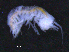  ( - 12-5_Meta1_2012_11)  @11 [ ] CreativeCommons  Attribution Non-Commercial Share-Alike (2021) Anna Jazdzewska University of Lodz, Dept of Invertebrate Zoology and Hydrobiology