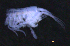  ( - 12-5_Meta1_2012_12)  @11 [ ] CreativeCommons  Attribution Non-Commercial Share-Alike (2021) Anna Jazdzewska University of Lodz, Dept of Invertebrate Zoology and Hydrobiology