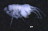  ( - 12-5_Meta1_2012_13)  @11 [ ] CreativeCommons  Attribution Non-Commercial Share-Alike (2021) Anna Jazdzewska University of Lodz, Dept of Invertebrate Zoology and Hydrobiology