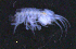  ( - 12-5_Meta1_2012_14)  @11 [ ] CreativeCommons  Attribution Non-Commercial Share-Alike (2021) Anna Jazdzewska University of Lodz, Dept of Invertebrate Zoology and Hydrobiology