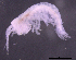  ( - 12-5_Meta1_2012_2)  @11 [ ] CreativeCommons  Attribution Non-Commercial Share-Alike (2021) Anna Jazdzewska University of Lodz, Dept of Invertebrate Zoology and Hydrobiology