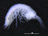 ( - 12-5_Meta1_2012_3)  @11 [ ] CreativeCommons  Attribution Non-Commercial Share-Alike (2021) Anna Jazdzewska University of Lodz, Dept of Invertebrate Zoology and Hydrobiology