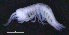  ( - 12-5_Meta1_2012_4)  @11 [ ] CreativeCommons  Attribution Non-Commercial Share-Alike (2021) Anna Jazdzewska University of Lodz, Dept of Invertebrate Zoology and Hydrobiology