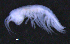  ( - 12-5_Meta1_2012_6)  @11 [ ] CreativeCommons  Attribution Non-Commercial Share-Alike (2021) Anna Jazdzewska University of Lodz, Dept of Invertebrate Zoology and Hydrobiology