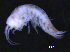  ( - 12-5_Meta1_2012_7)  @11 [ ] CreativeCommons  Attribution Non-Commercial Share-Alike (2021) Anna Jazdzewska University of Lodz, Dept of Invertebrate Zoology and Hydrobiology