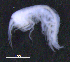  ( - 12-5_Meta1_2012_8)  @11 [ ] CreativeCommons  Attribution Non-Commercial Share-Alike (2021) Anna Jazdzewska University of Lodz, Dept of Invertebrate Zoology and Hydrobiology