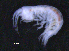  ( - 12-5_Meta1_2012_9)  @11 [ ] CreativeCommons  Attribution Non-Commercial Share-Alike (2021) Anna Jazdzewska University of Lodz, Dept of Invertebrate Zoology and Hydrobiology
