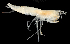  ( - 17S_Rhac_2016_1)  @11 [ ] CreativeCommons  Attribution Non-Commercial Share-Alike (2021) Anna Jazdzewska University of Lodz, Dept of Invertebrate Zoology and Hydrobiology