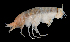  (Hirondellea gigas - 19S_Eury_2016_1)  @11 [ ] CreativeCommons  Attribution Non-Commercial Share-Alike (2021) Anna Jazdzewska University of Lodz, Dept of Invertebrate Zoology and Hydrobiology