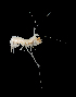  ( - 19S_Rhac_2016_1)  @11 [ ] CreativeCommons  Attribution Non-Commercial Share-Alike (2021) Anna Jazdzewska University of Lodz, Dept of Invertebrate Zoology and Hydrobiology