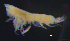  ( - 2-9S_Harp6_2012_2)  @11 [ ] CreativeCommons  Attribution Non-Commercial Share-Alike (2021) Anna Jazdzewska University of Lodz, Dept of Invertebrate Zoology and Hydrobiology